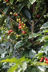 Kaffeeplanze inCosta Rica