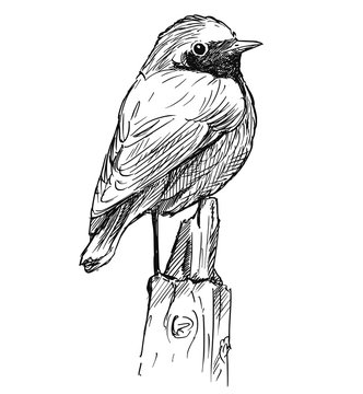 Vector Artistic Pen And Ink Hand Drawing Of Small Bird Common Redstart Sitting On Top Of Pole.