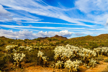 This is a distant view of Vulture Peak, near Wickenburg, Arizona, with chollas in the foreground.