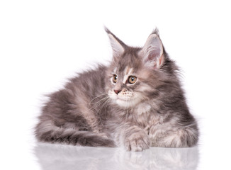 Maine Coon kitten 2 months old. Cat isolated on white background. Portrait of beautiful domestic kitty.
