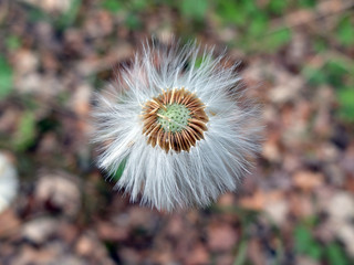 Huflattich Fruchtstand