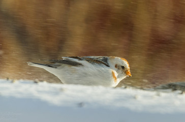 Snow bunting