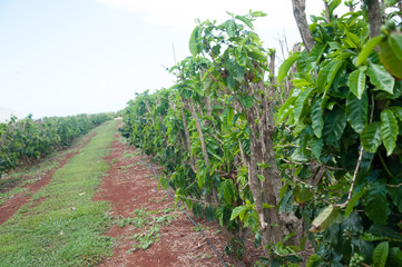 Fototapeta na wymiar Coffee beans growing on plants at a coffee bean plantation on Kauai, Hawaii