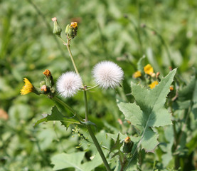 Field sowthistle or Sonchus arvensis with yellow flowers and two white seed head on green background