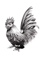 Illustration hand-drawn chicken on a white background.
