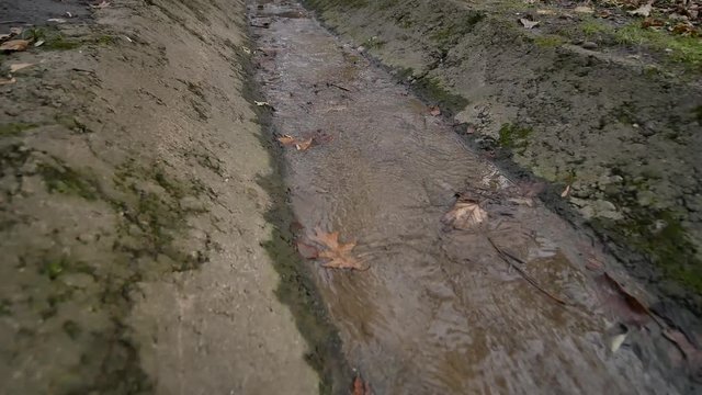 swamp in the park. dolly shoot