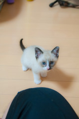 飼い主を見つめる子猫