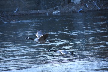 Geese in flight