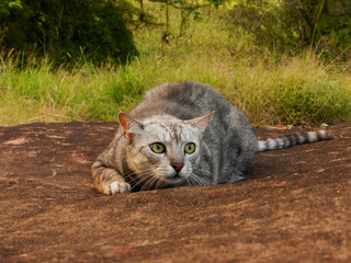 Gato tigrado deitado sobre uma rocha a espreita de sua presa