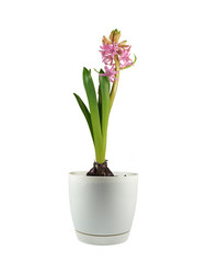 Fototapeta na wymiar Hyacinth in a pot, the phase before full flowering, buds stage on the plant