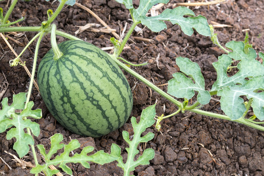 Close-up of green watermelon on soil.