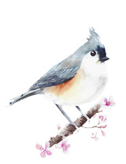 Tufted titmouse small bird sitting on the branch watercolor painting illustration isolated on white background - 194204206