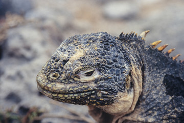 Closeup of Land Iguana, Galapagos