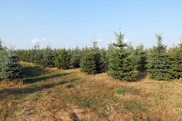Weihnachtsbaum Plantage