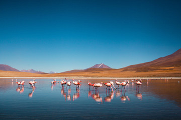 flamingos in bolivia near to uyuni salt flat South America - obrazy, fototapety, plakaty