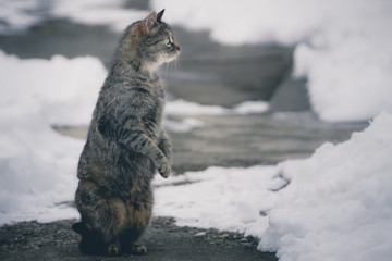 Cat standing on two feet looking away on concrete covered with snow