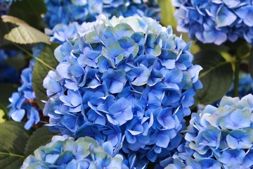 Fototapeta premium LARGE BLUE HYDRANGEA BLOOMS