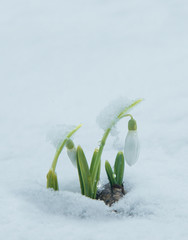 White gentle snowdrops in the snow