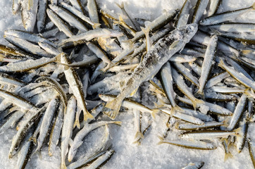 A bunch of caught frozen fish is on the ice.