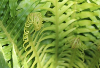 GROWING GREEN FERN