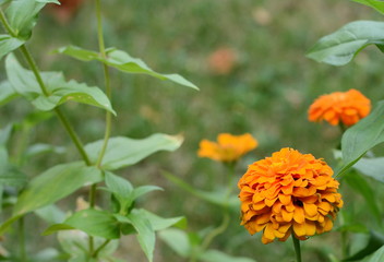 Closeup Zinnia elegans flowers.beautiful flower in garden background.