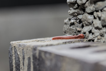 close up millipede on concrete