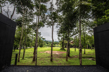 Beautiful tree and green grass view