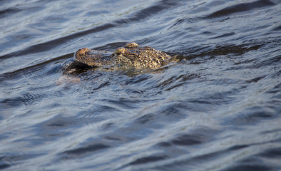 alligator carries dinner home