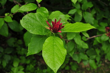 Brilliant red Carolina spicebush flower and green leaves
