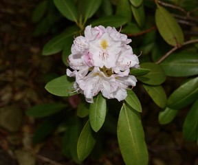 Bright white rhododendron flower cluster and green leaves