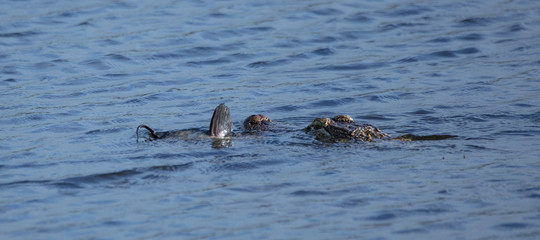 Obraz premium alligator has caught a large catfish for dinner