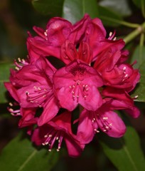 Fototapeta na wymiar Beautiful red rhododendron flower cluster