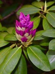 Purple rhododendron flowers and leaves