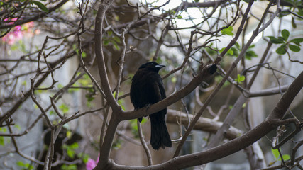 Black Bird