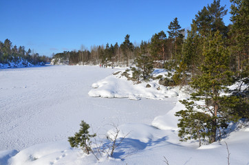 Россия, Ладожское озеро, сосны по берегам залива Муролахти (Кочерга) зимой © irinabal18