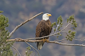 Bald eagle on tree branch perch portrait
