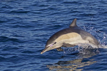 Fototapeta premium Dolphin jumping out of the Pacific Ocean