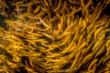 A lot of gold trout floating in a pond on a trout farm