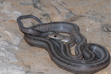 Baird's Ratsnake