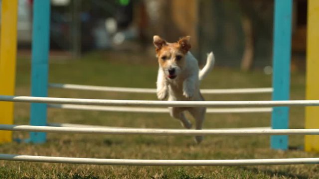 Puppy jumping over agility fence