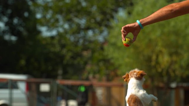 Dog jumping for a ball