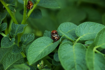 A pair of Colorado beetles on the leaves of potatoes. And the third beetle is near