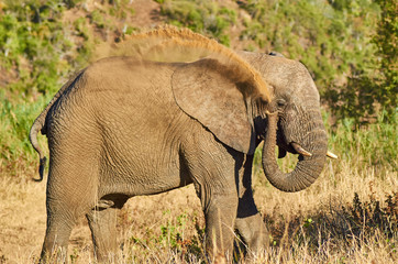 African elephant in bushveld throwing sand on its back as a bath