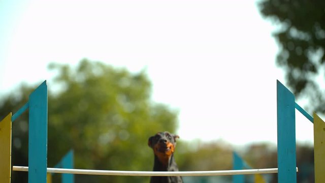 Dog jumping over agility fence in slow motion