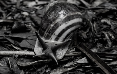 A snail with antennas and a striped shell creeps along the wet foliage after a rain. black and white photography