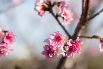 沖縄　ヒカンザクラ 2018年2月