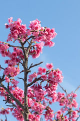 沖縄　ヒカンザクラ 2018年2月