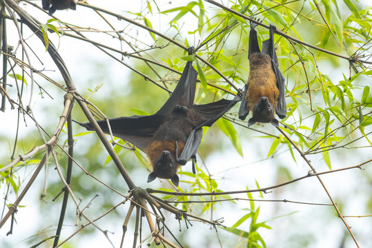 Bat hanging upside down on the bamboo tree