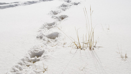 冬　足跡　雪　枯草　素材