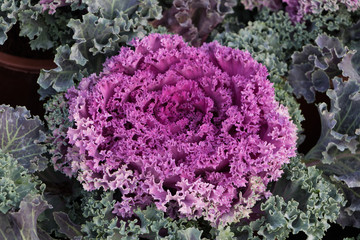 Cabbage looking plant